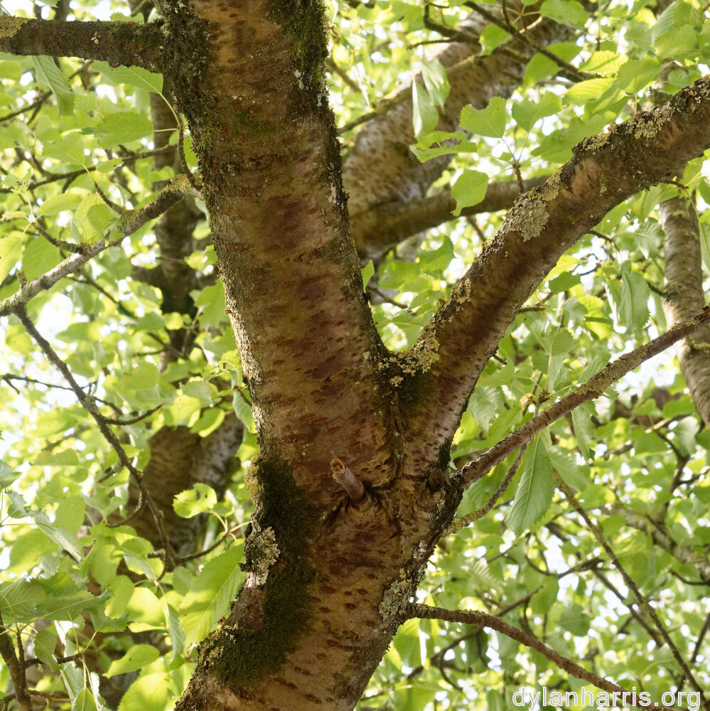 image: This is ‘
remich 6
’.