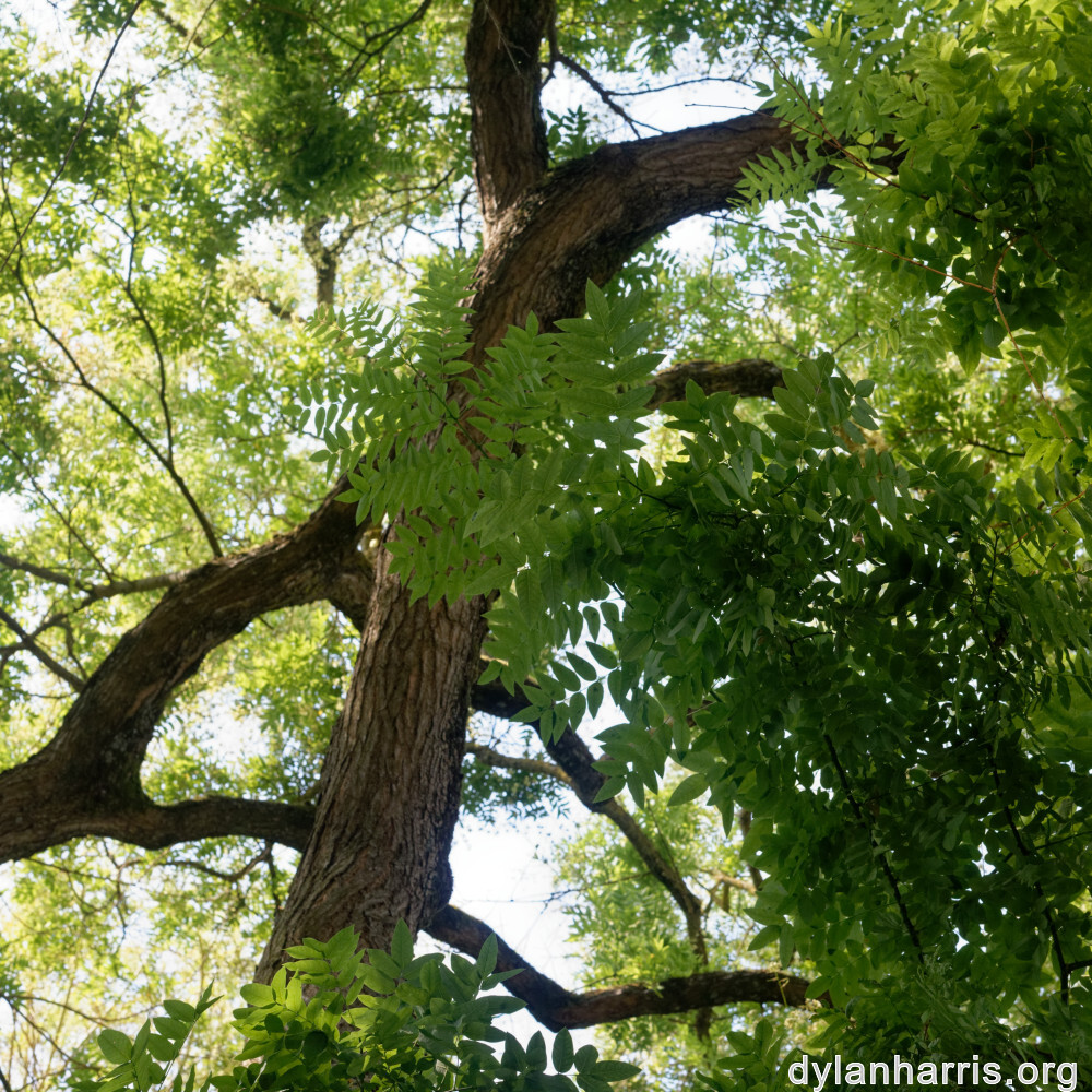 image: This is ‘
remich 8
’.