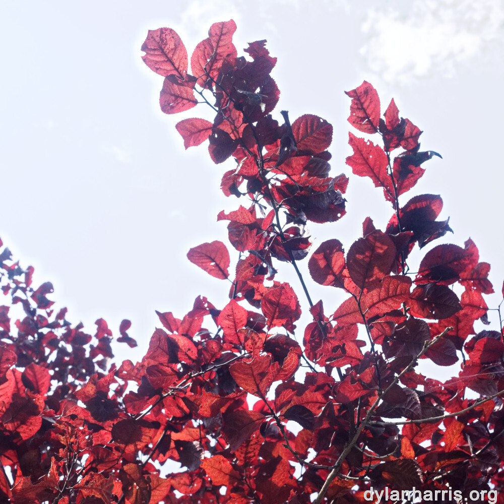 image: This is ‘
remich 9
’.