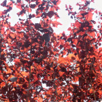 image: Image from the photoset ‘
remich (ii)
’.