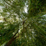 image: Image from the photoset ‘
remich (ii)
’.