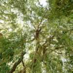 image: Image from the photoset ‘
remich (ii)
’.