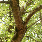 image: Image from the photoset ‘
remich (ii)
’.