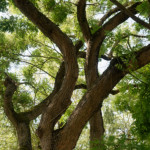 image: Image from the photoset ‘
remich (ii)
’.