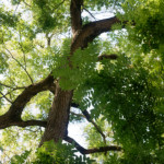 image: Image from the photoset ‘
remich (ii)
’.