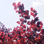 image: Image from the photoset ‘
remich (ii)
’.