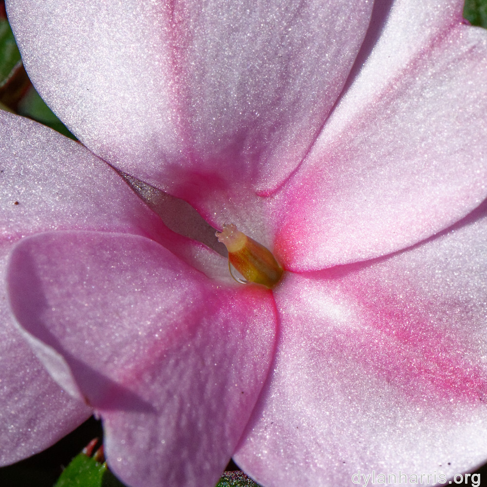 image: This is ‘
flower (xlvii) 2
’.