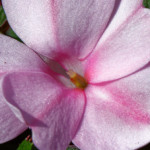 image: Image from the photoset ‘
flower (xlvii)
’.