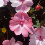 image: Image from the photoset ‘
flower (xlvii)
’.