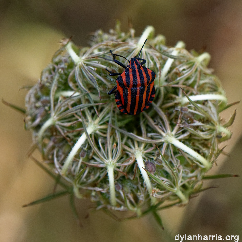 image: This is ‘
rumelange 1
’.