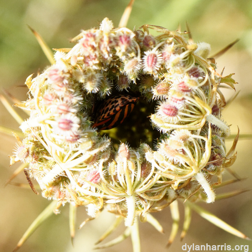 image: This is ‘
rumelange 2
’.