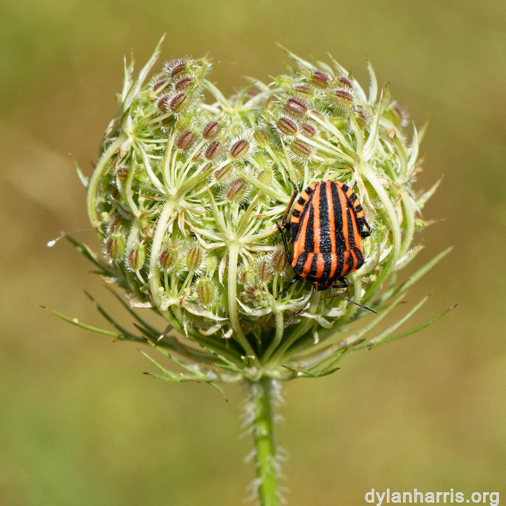 image: This is ‘
rumelange 3
’.