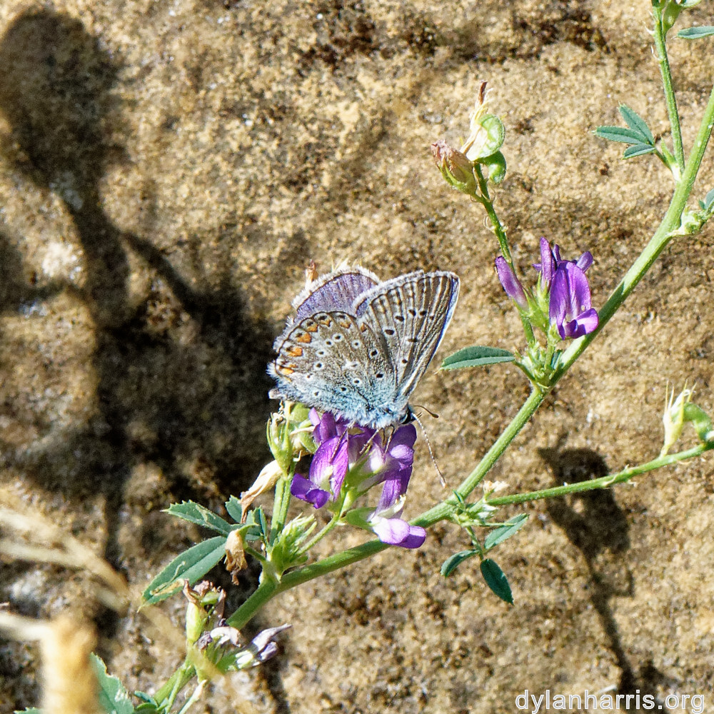 image: This is ‘
rumelange 4
’.