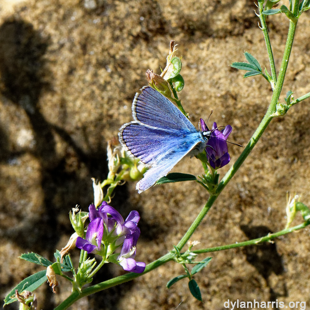 image: This is ‘
rumelange 5
’.