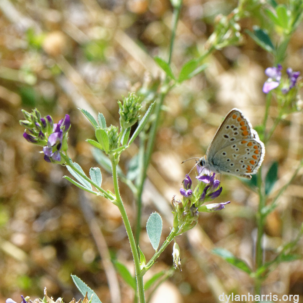 image: This is ‘
rumelange 6
’.