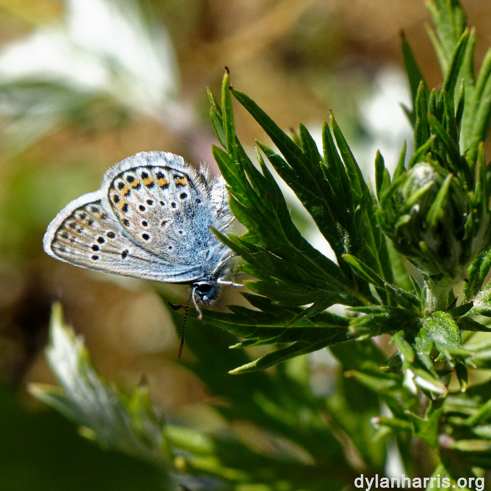 image: This is ‘
rumelange 7
’.