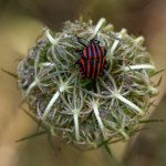 image: Image from the photoset ‘
rumelange (xii)
’.