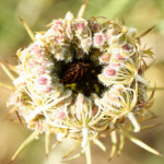 image: Image from the photoset ‘
rumelange (xii)
’.