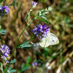 image: Image from the photoset ‘
rumelange (xii)
’.