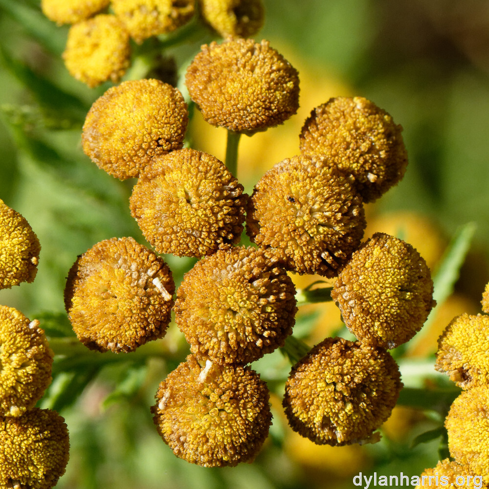 image: This is ‘
rumelange 1
’.