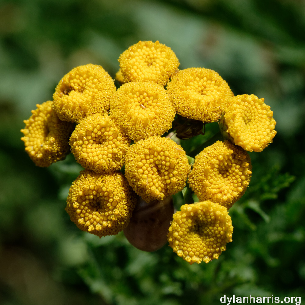 image: This is ‘
rumelange 5
’.