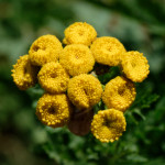 image: Image from the photoset ‘
rumelange (xiii)
’.