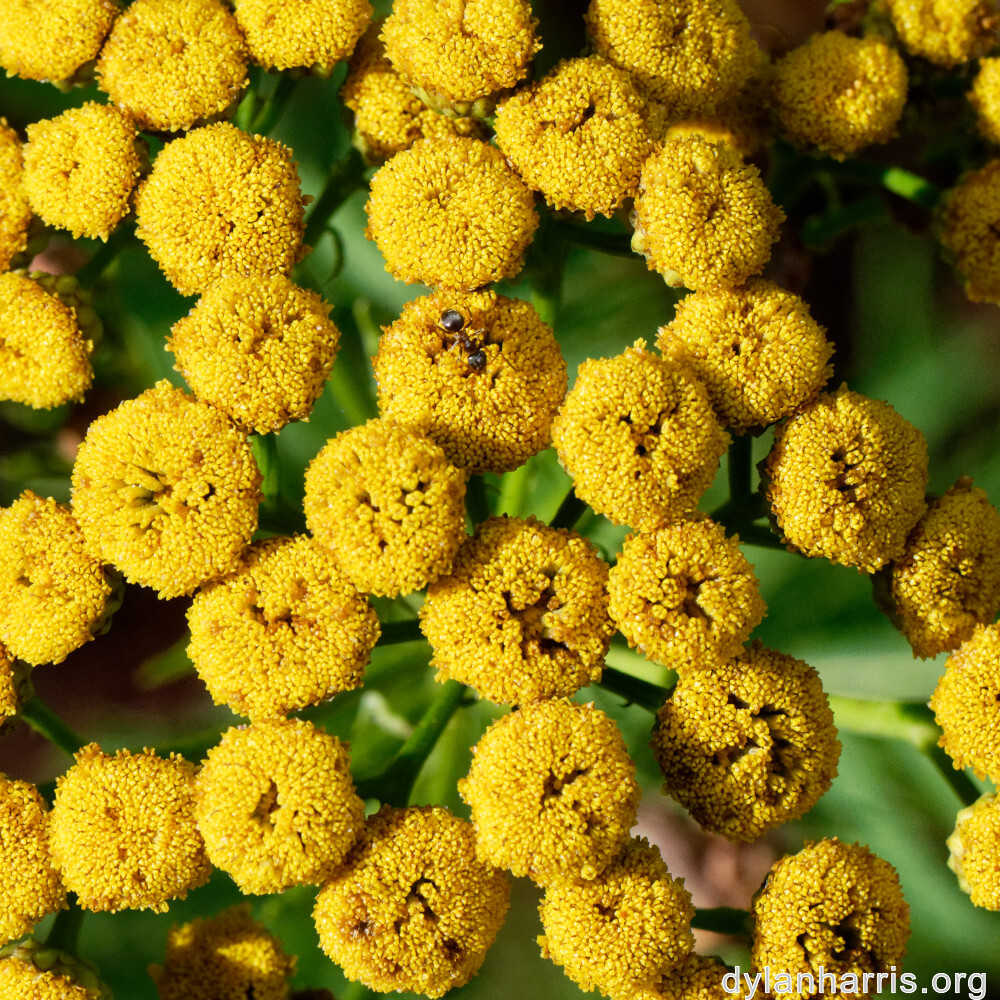 image: This is ‘
rumelange 1
’.