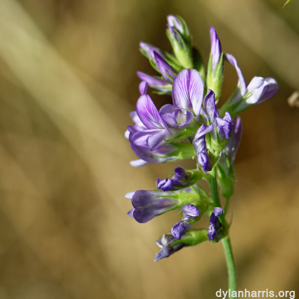 image: This is ‘
rumelange 3
’.