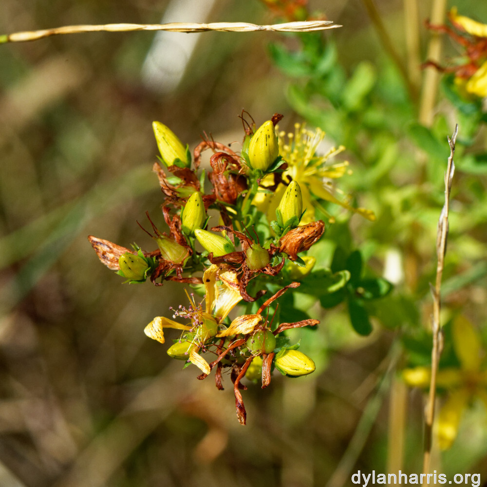 image: This is ‘
rumelange 4
’.