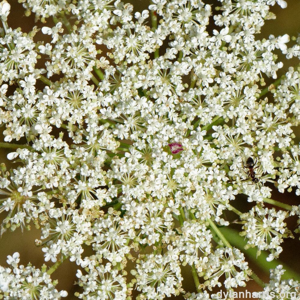 image: This is ‘
rumelange 5
’.