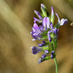 image: Image from the photoset ‘
rumelange (xiv)
’.