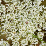 image: Image from the photoset ‘
rumelange (xiv)
’.