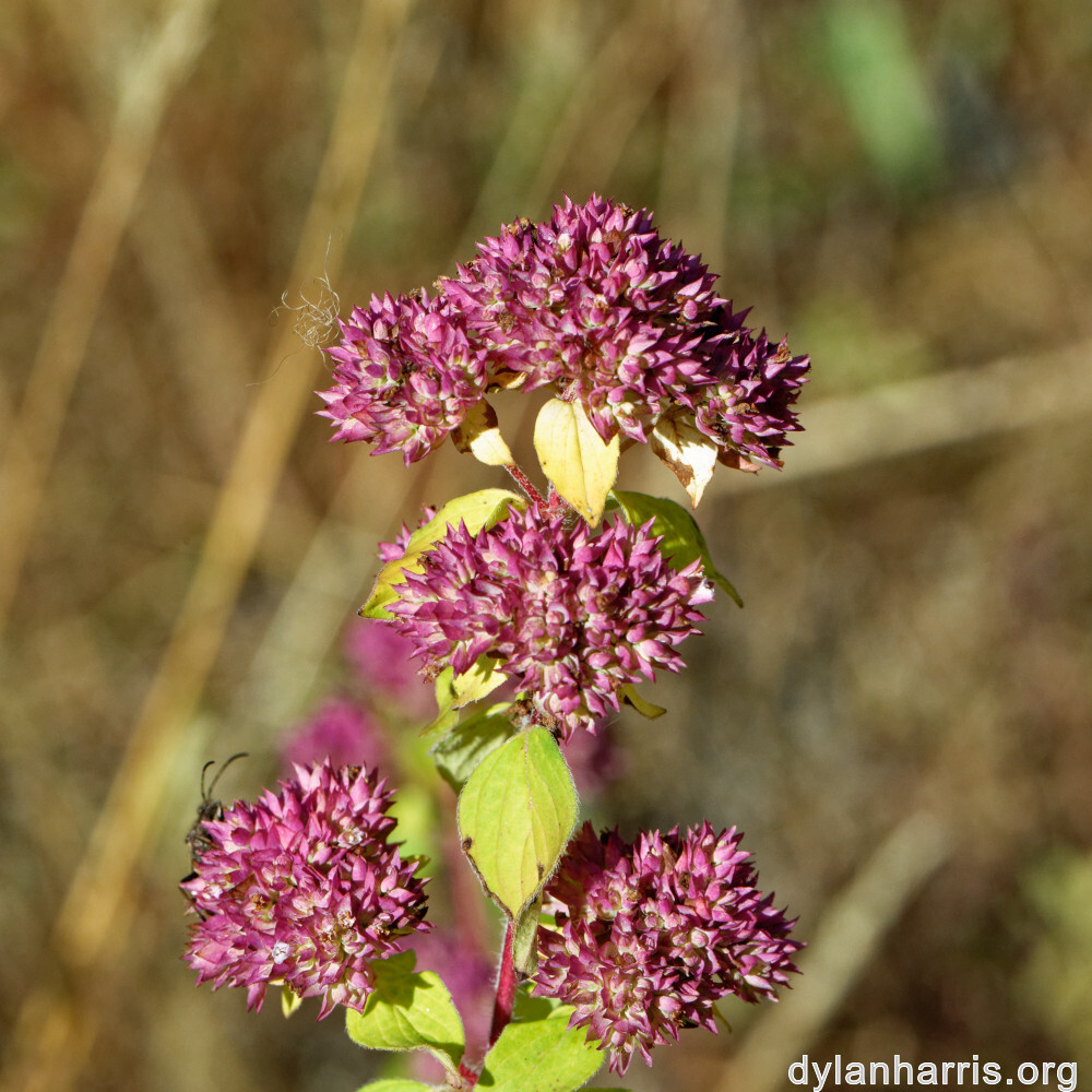 image: This is ‘
rumelange 1
’.