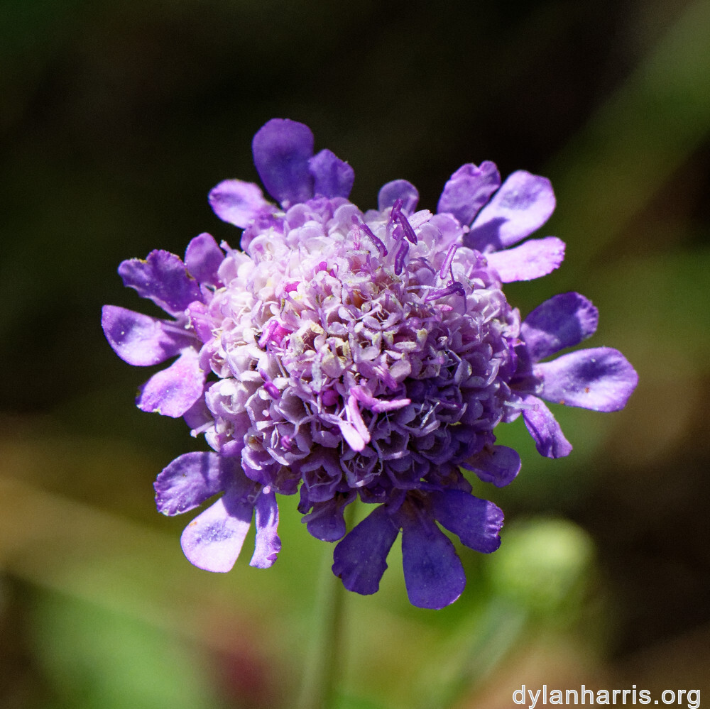 image: This is ‘
rumelange 3
’.