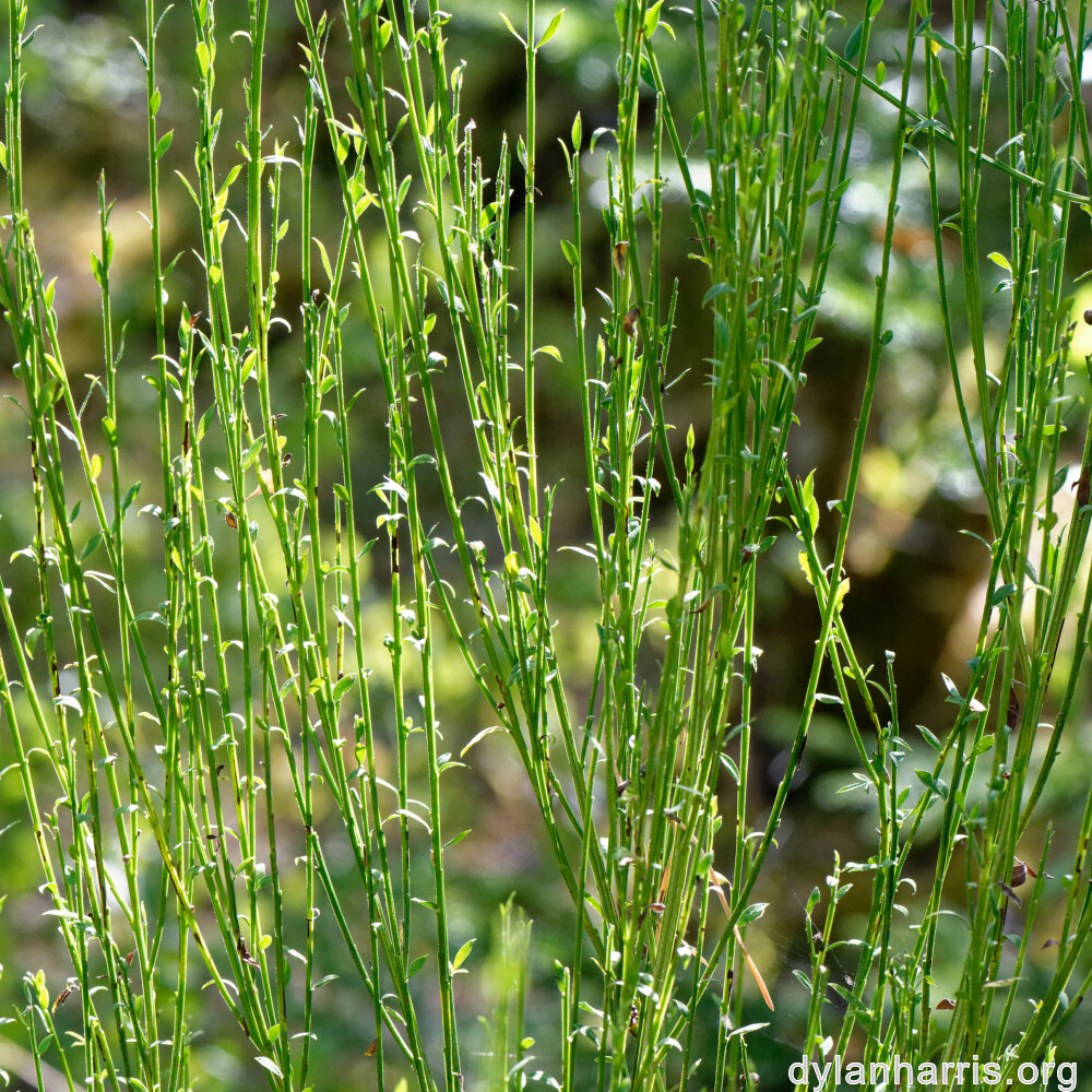 image: This is ‘
rumelange 4
’.