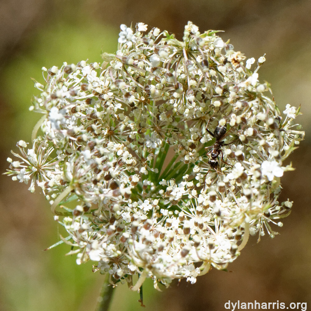 image: This is ‘
rumelange 5
’.