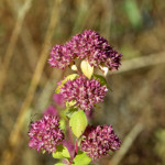 image: Image from the photoset ‘
rumelange (xv)
’.