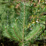 image: Image from the photoset ‘
rumelange (xv)
’.