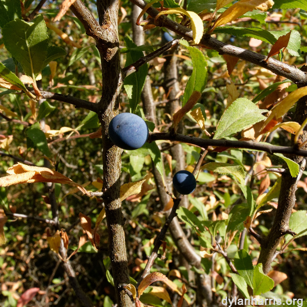 image: This is ‘
belvaux (xi) 2
’.