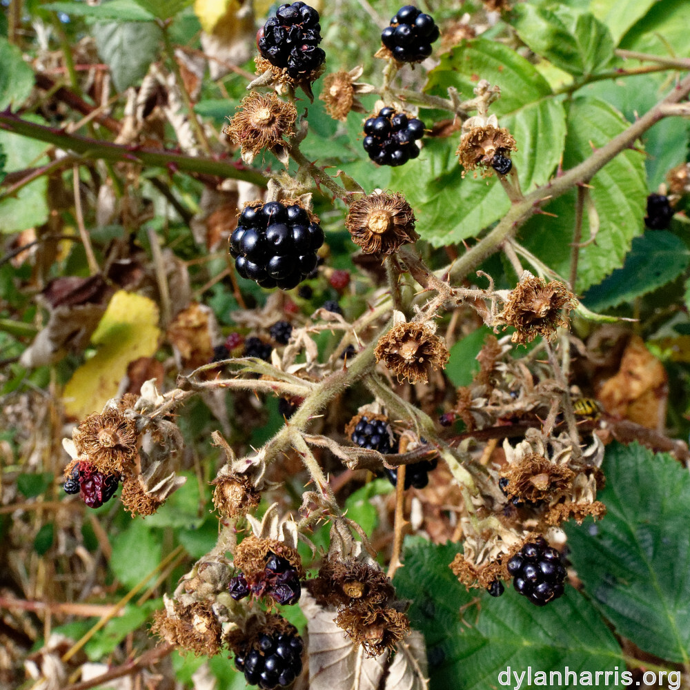 image: This is ‘
belvaux (xi) 3
’.