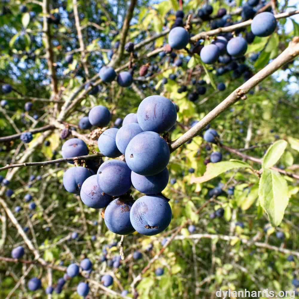 image: This is ‘
belvaux (xi) 4
’.