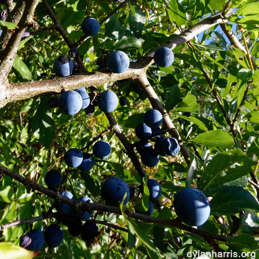 image: This is ‘
belvaux (xi) 6
’.