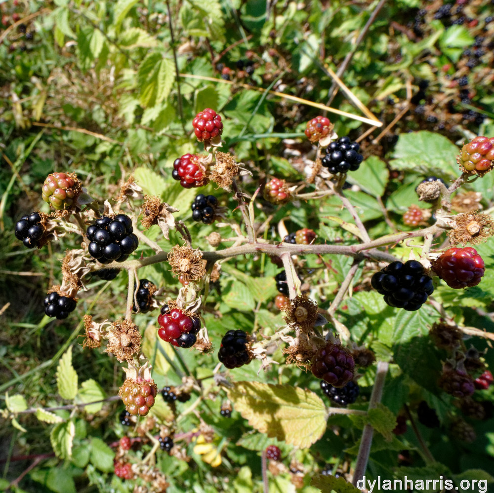 image: This is ‘
belvaux (xi) 7
’.