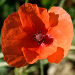 image: Image from the photoset ‘
belvaux (xi)
’.