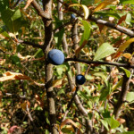 image: Image from the photoset ‘
belvaux (xi)
’.