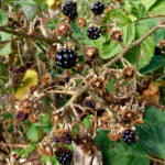 image: Image from the photoset ‘
belvaux (xi)
’.