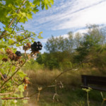 image: Image from the photoset ‘
belvaux (xi)
’.