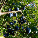 image: Image from the photoset ‘
belvaux (xi)
’.