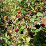 image: Image from the photoset ‘
belvaux (xi)
’.