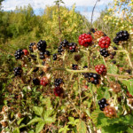 image: Image from the photoset ‘
belvaux (xi)
’.